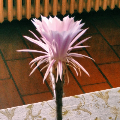 A pink cactus blossom just starting to fully bloom