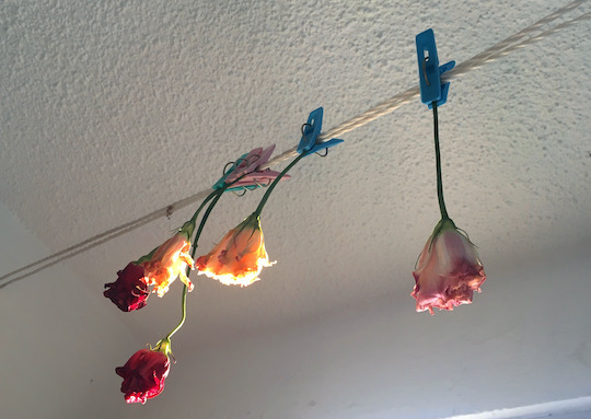 Flowers attached to a clothesline hang upside down from the ceiling