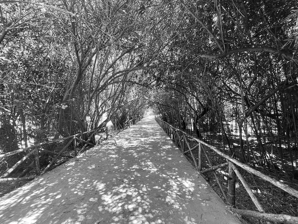 A wooded path in Siracusa