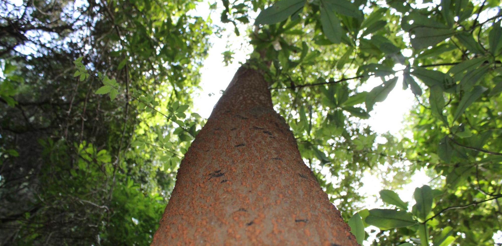 Letters Drawn From Foye Bark Words Without Borders