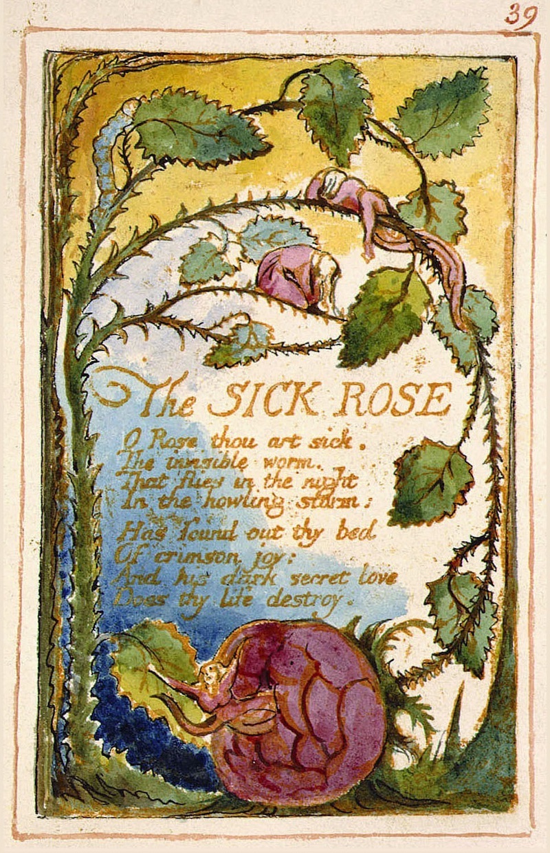 Illustration of William Blake's poem "The Sick Rose."